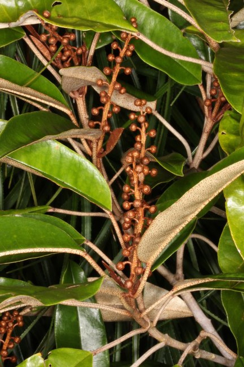 Croton cupreolepis photo 5