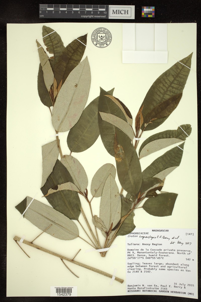 Croton cupreolepis photo 6