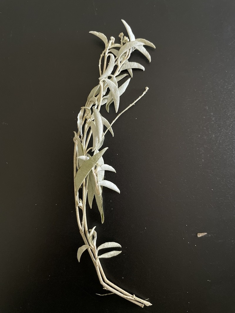 Grassland Croton