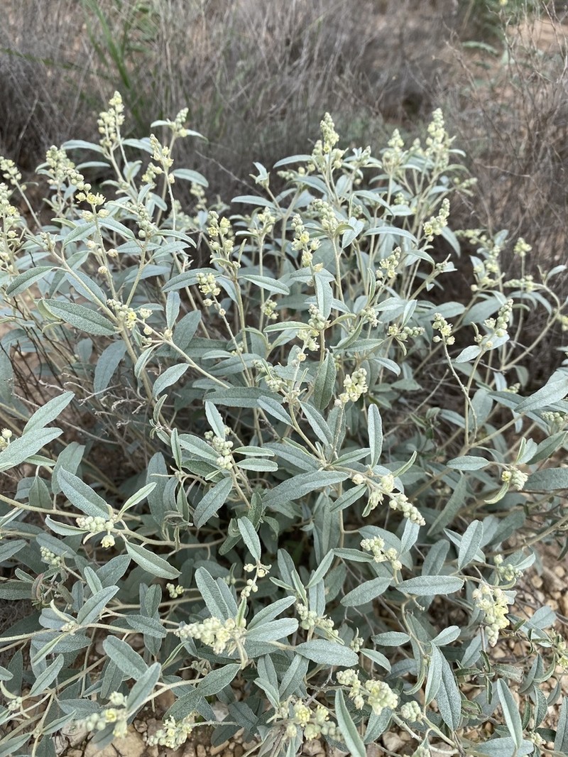 Grassland Croton photo 5