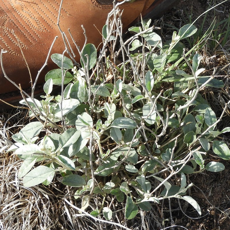Grassland Croton photo 6