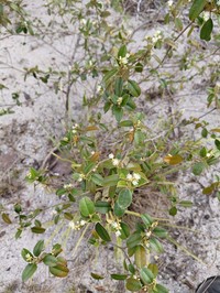 Lechecillo