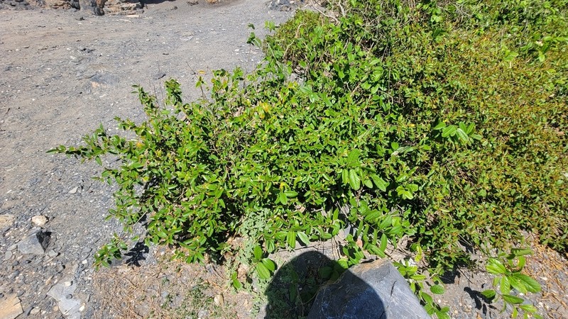 Lechecillo photo 2