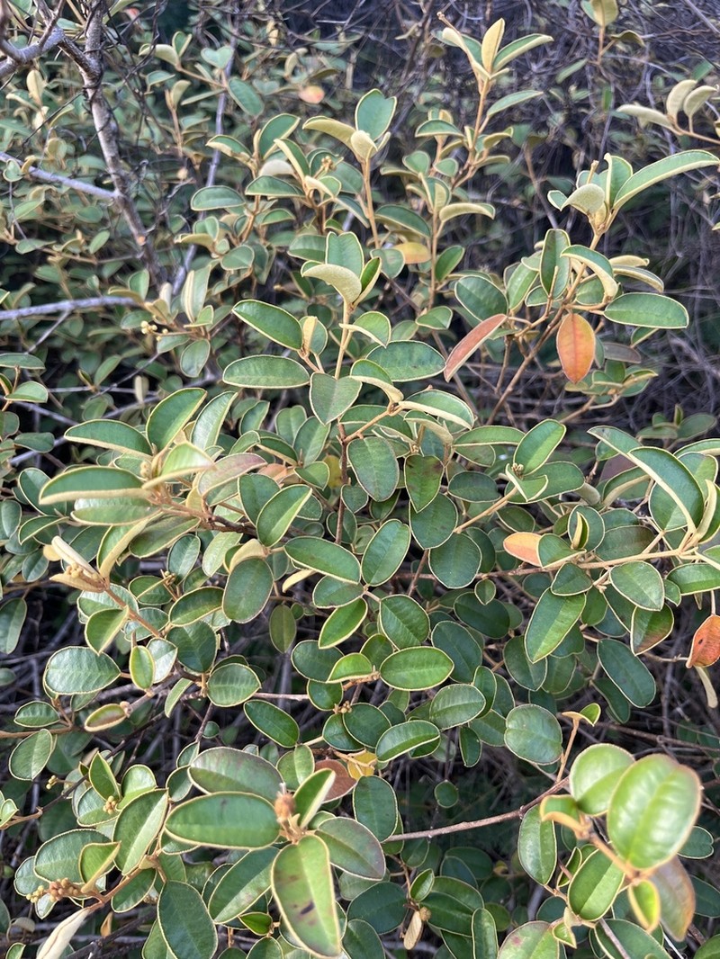 Lechecillo photo 3