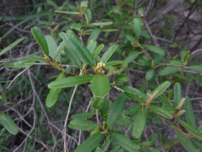 Lechecillo photo 4