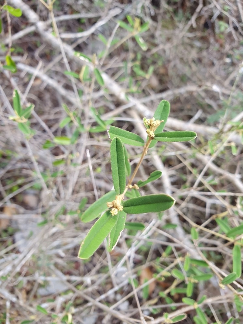 Lechecillo photo 5