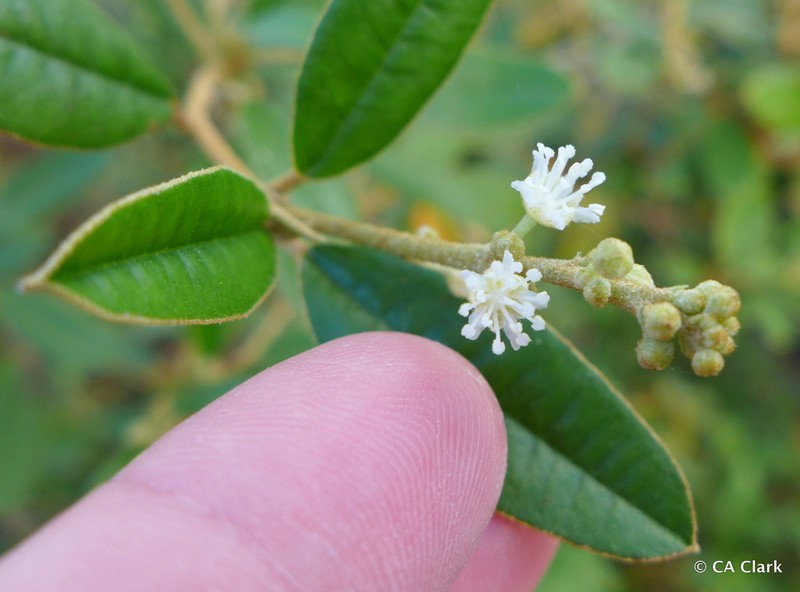 Lechecillo photo 6