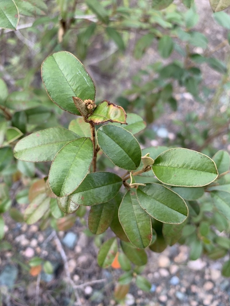 Lechecillo photo 8