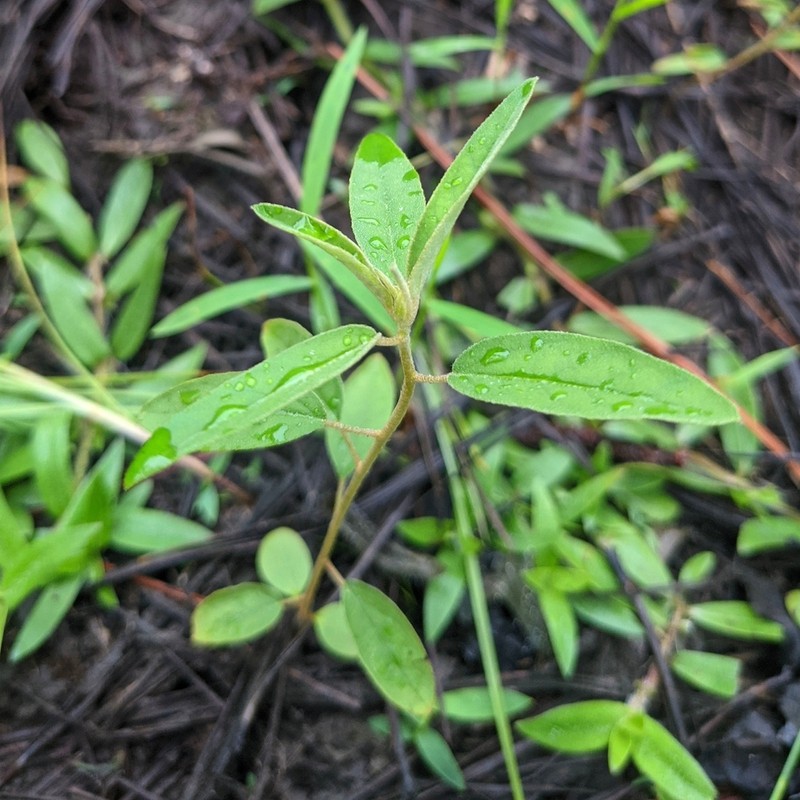 Elliott's Croton photo 2