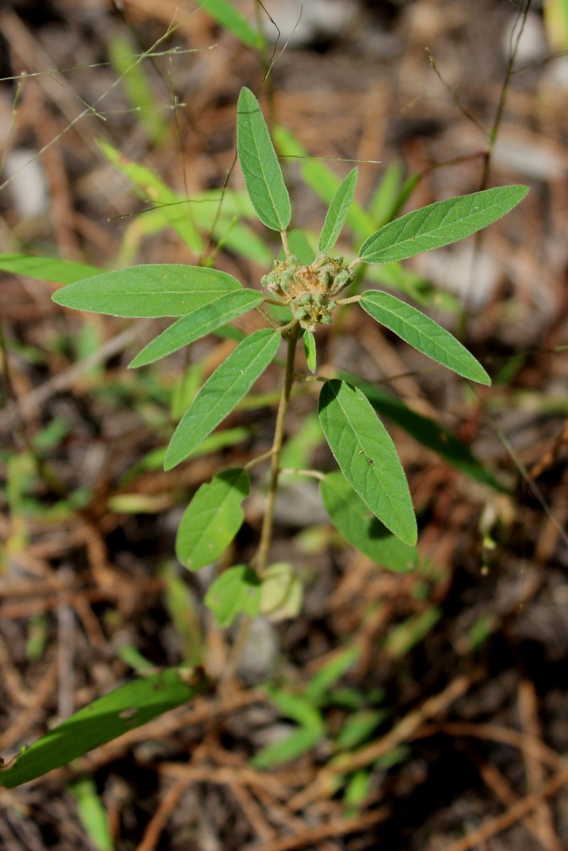 Elliott's Croton photo 6
