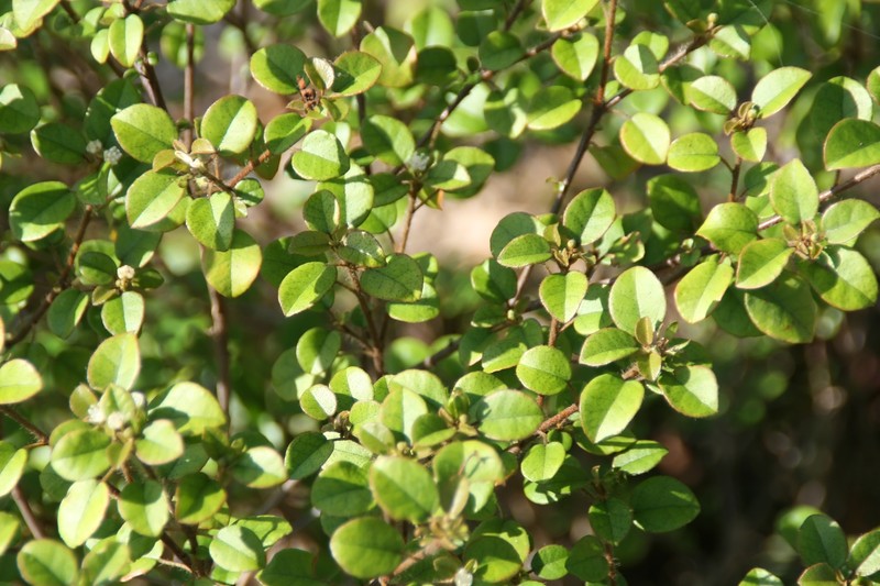 Fishlock's Croton photo 2