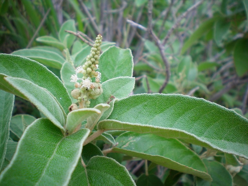Yellow Balsam