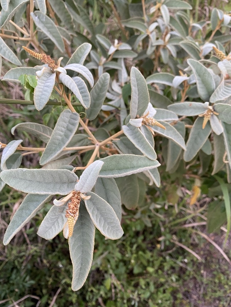 Yellow Balsam photo 2