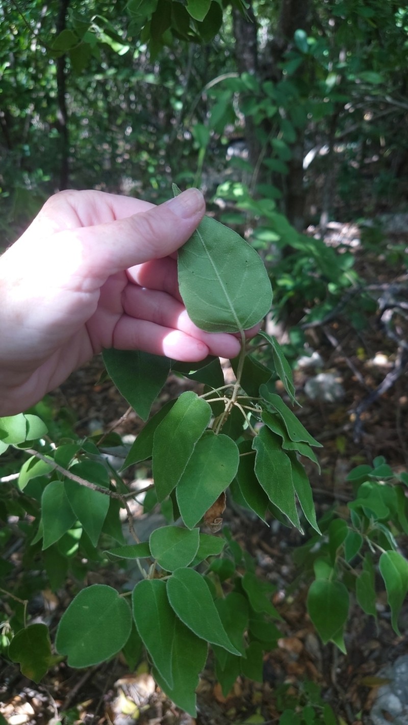 Yellow Balsam photo 3