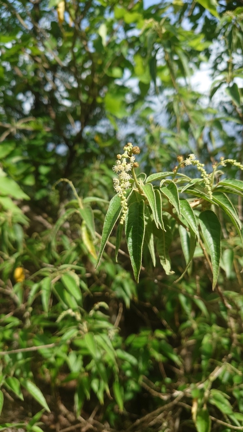 Yellow Balsam photo 4