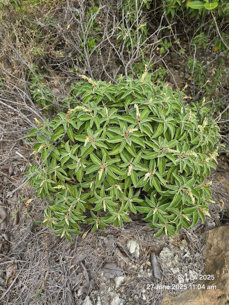 Yellow Balsam photo 5
