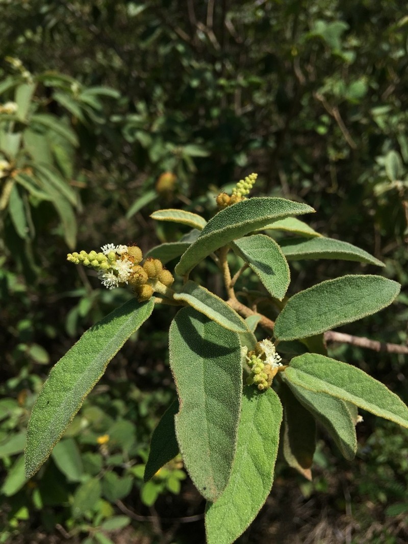 Yellow Balsam photo 6