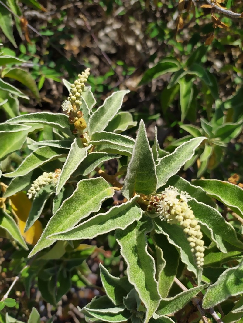Yellow Balsam photo 7