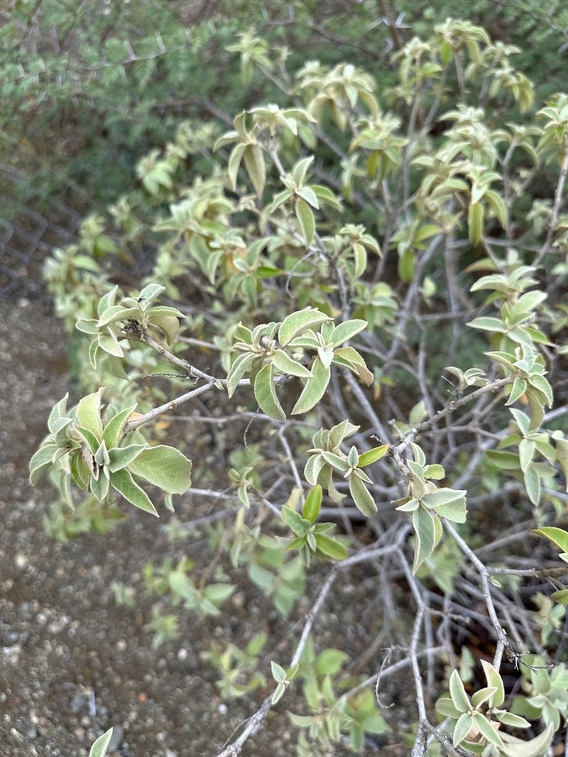 Yellow Balsam photo 8