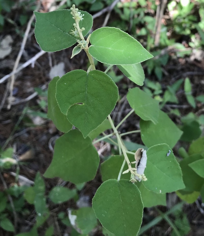 Bush Croton