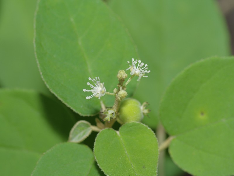 Bush Croton photo 2