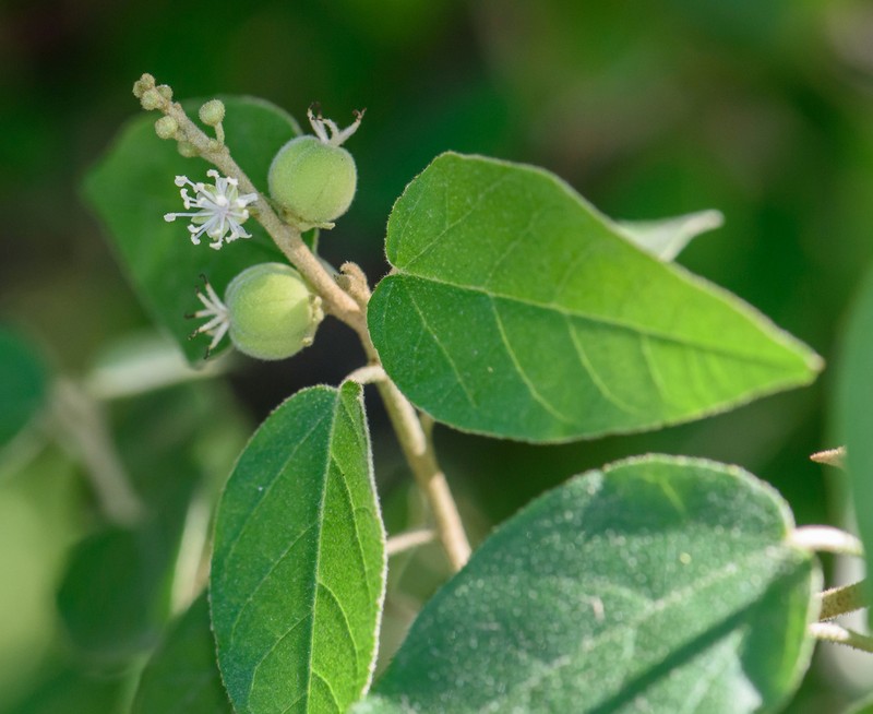 Bush Croton photo 3