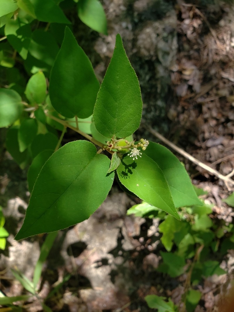 Bush Croton photo 5