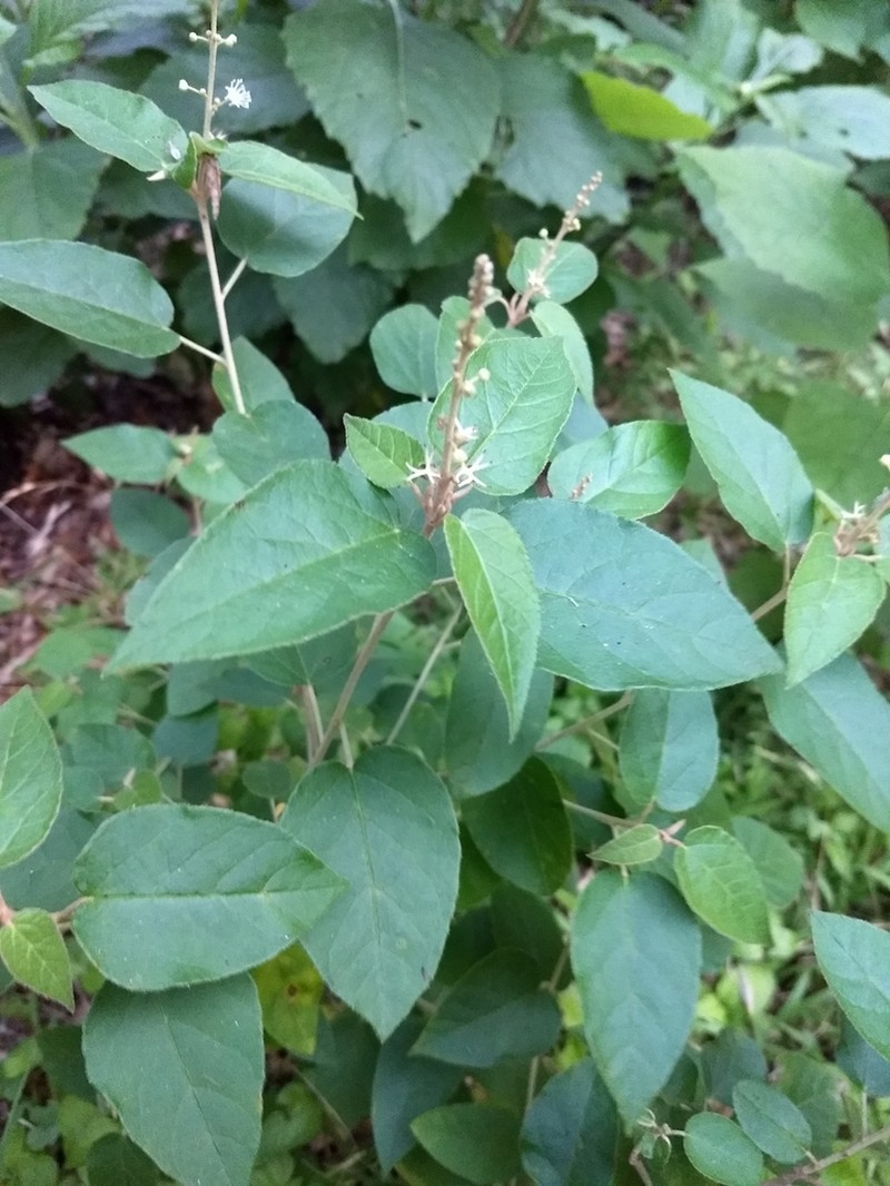 Bush Croton photo 6