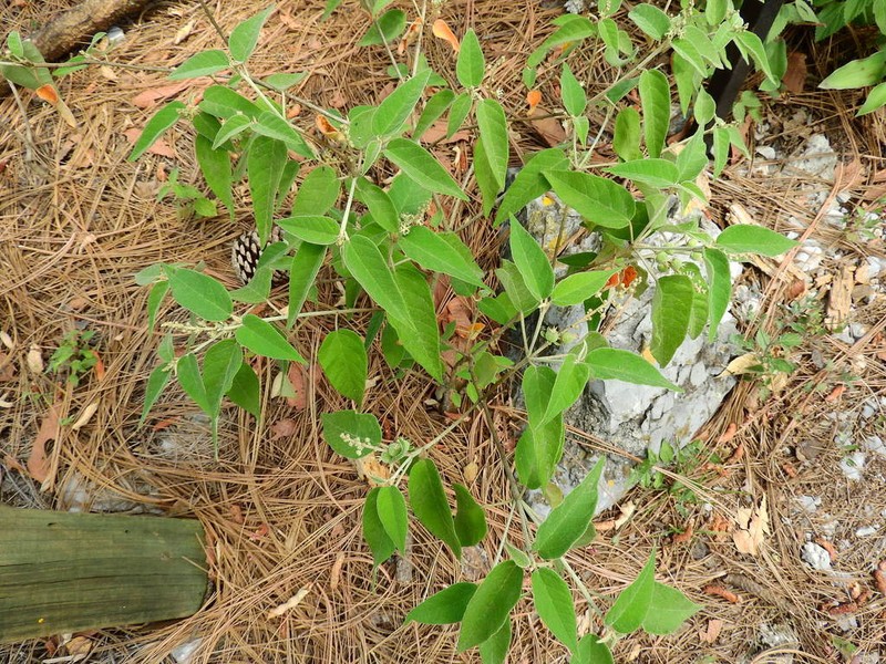 Bush Croton photo 7