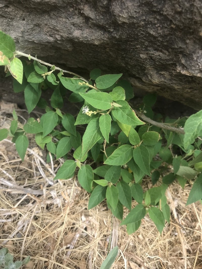Bush Croton photo 8