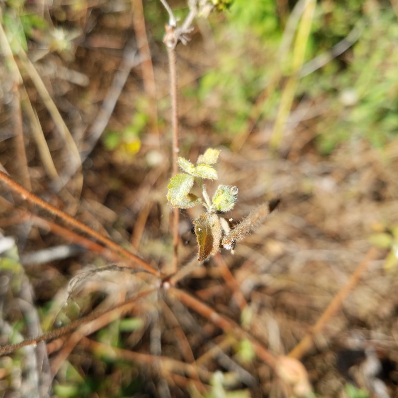 Croton glandulosus var. arenicola photo 5