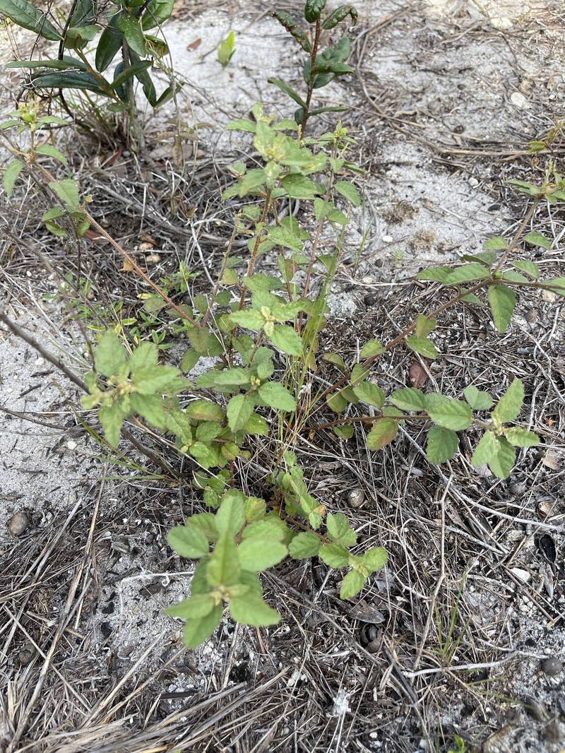 Croton glandulosus var. arenicola photo 6