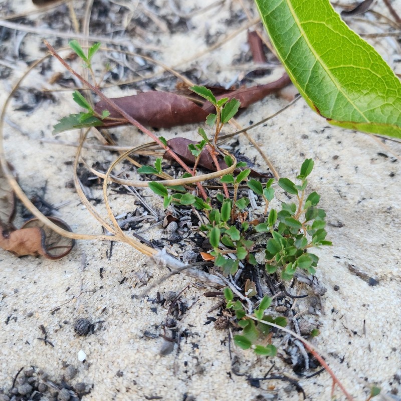 Croton glandulosus var. floridanus