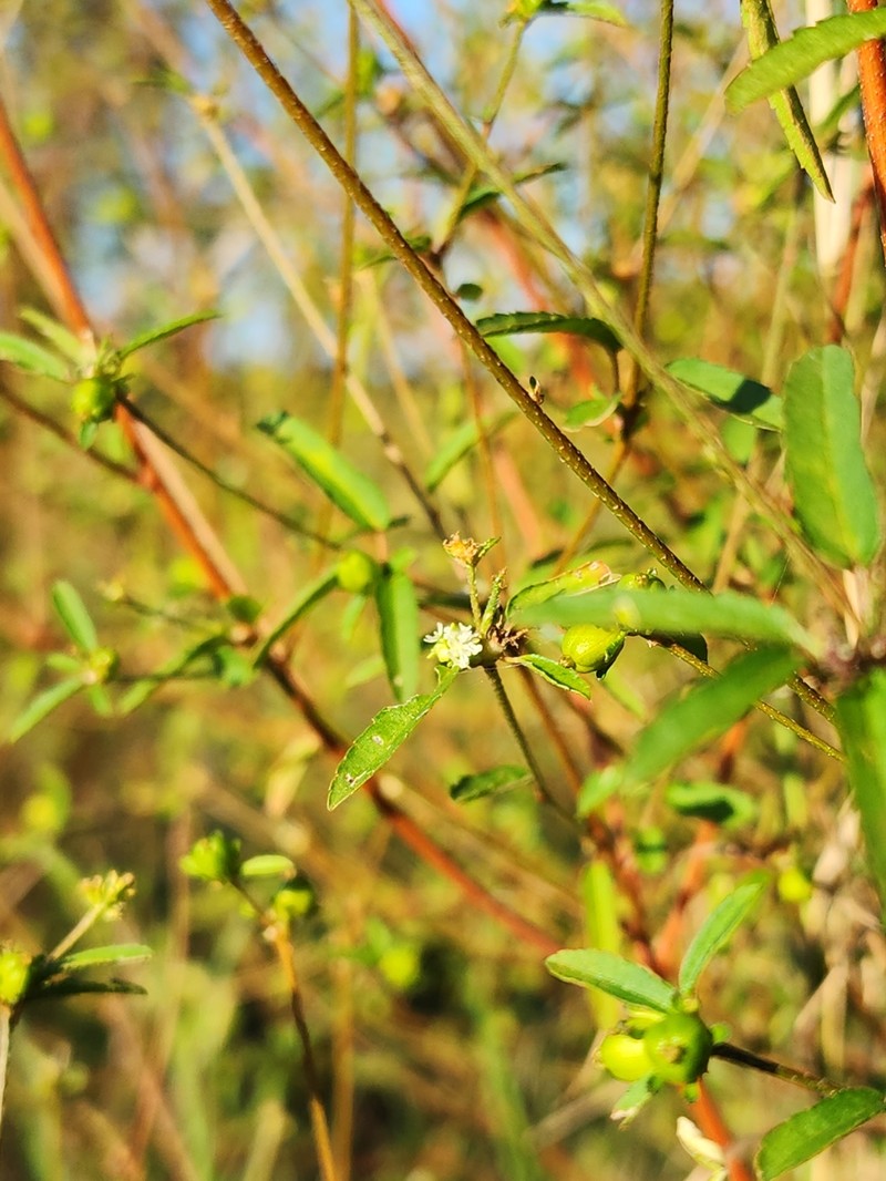 Croton glandulosus var. floridanus photo 4