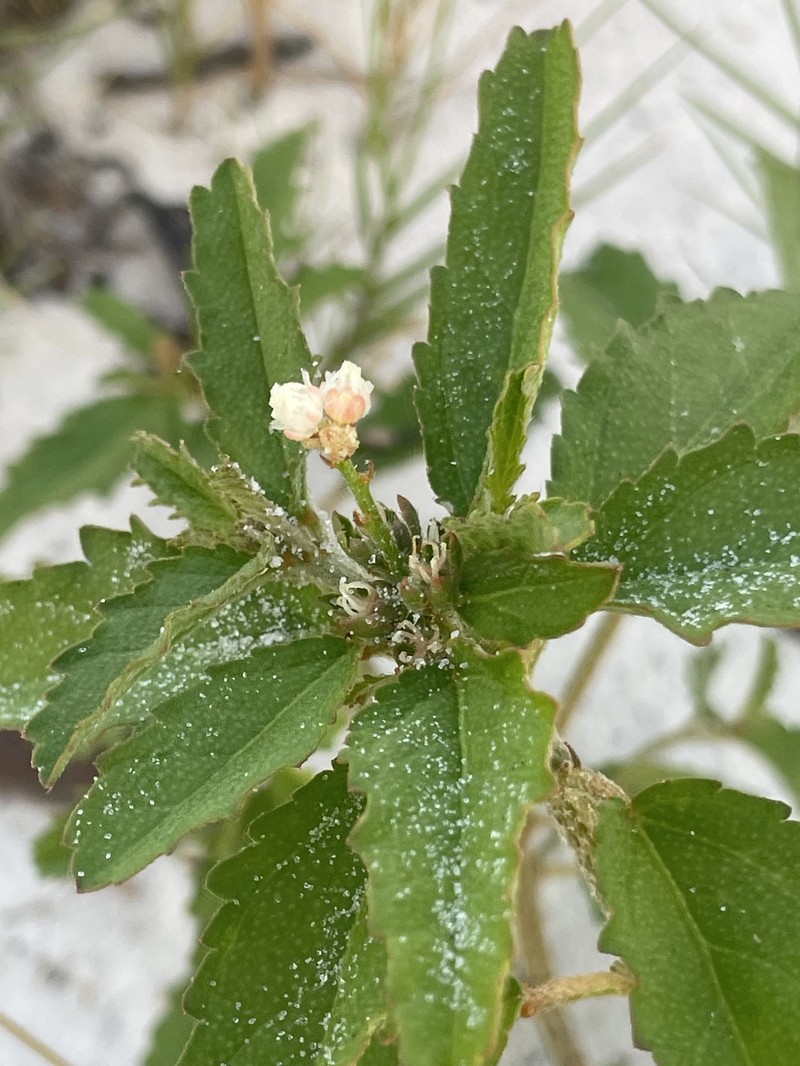 Croton glandulosus var. floridanus photo 5