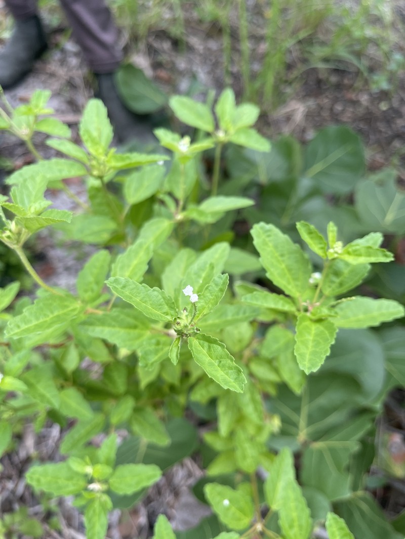 Croton glandulosus var. floridanus photo 6