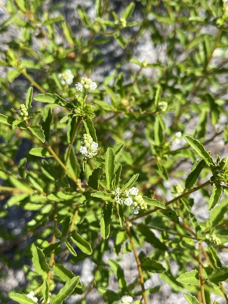 Croton glandulosus var. floridanus photo 8