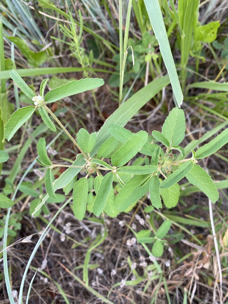 Croton glandulosus var. lindheimeri photo 3