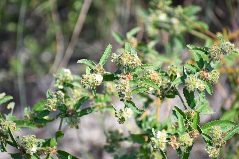 Croton glandulosus var. pubentissimus photo 3