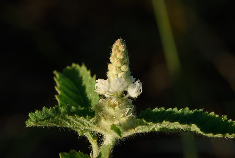 Croton glandulosus var. pubentissimus photo 4