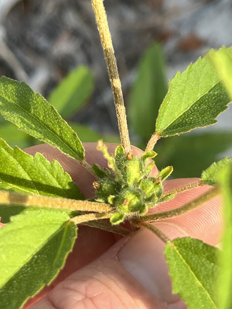Croton glandulosus var. septentrionalis