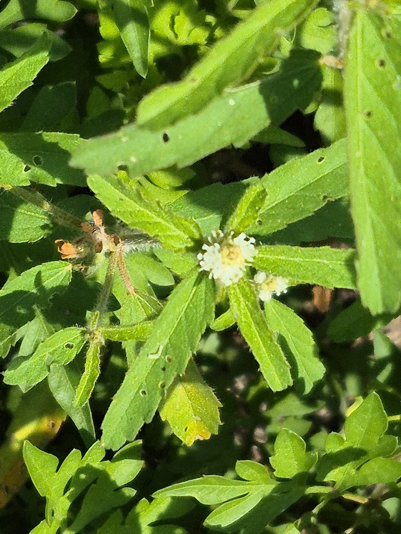 Croton glandulosus var. septentrionalis photo 2