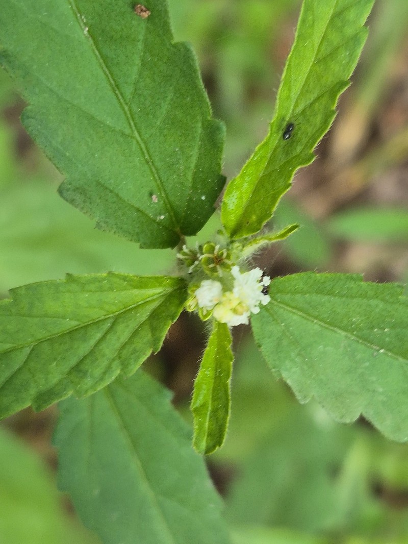 Croton glandulosus var. septentrionalis photo 3