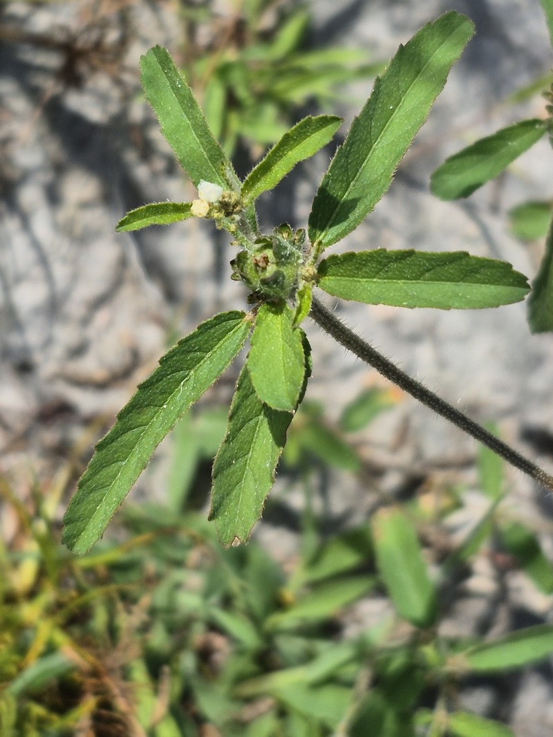 Croton glandulosus var. septentrionalis photo 5