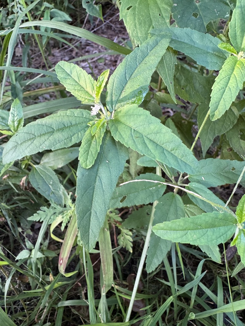 Croton glandulosus var. septentrionalis photo 6
