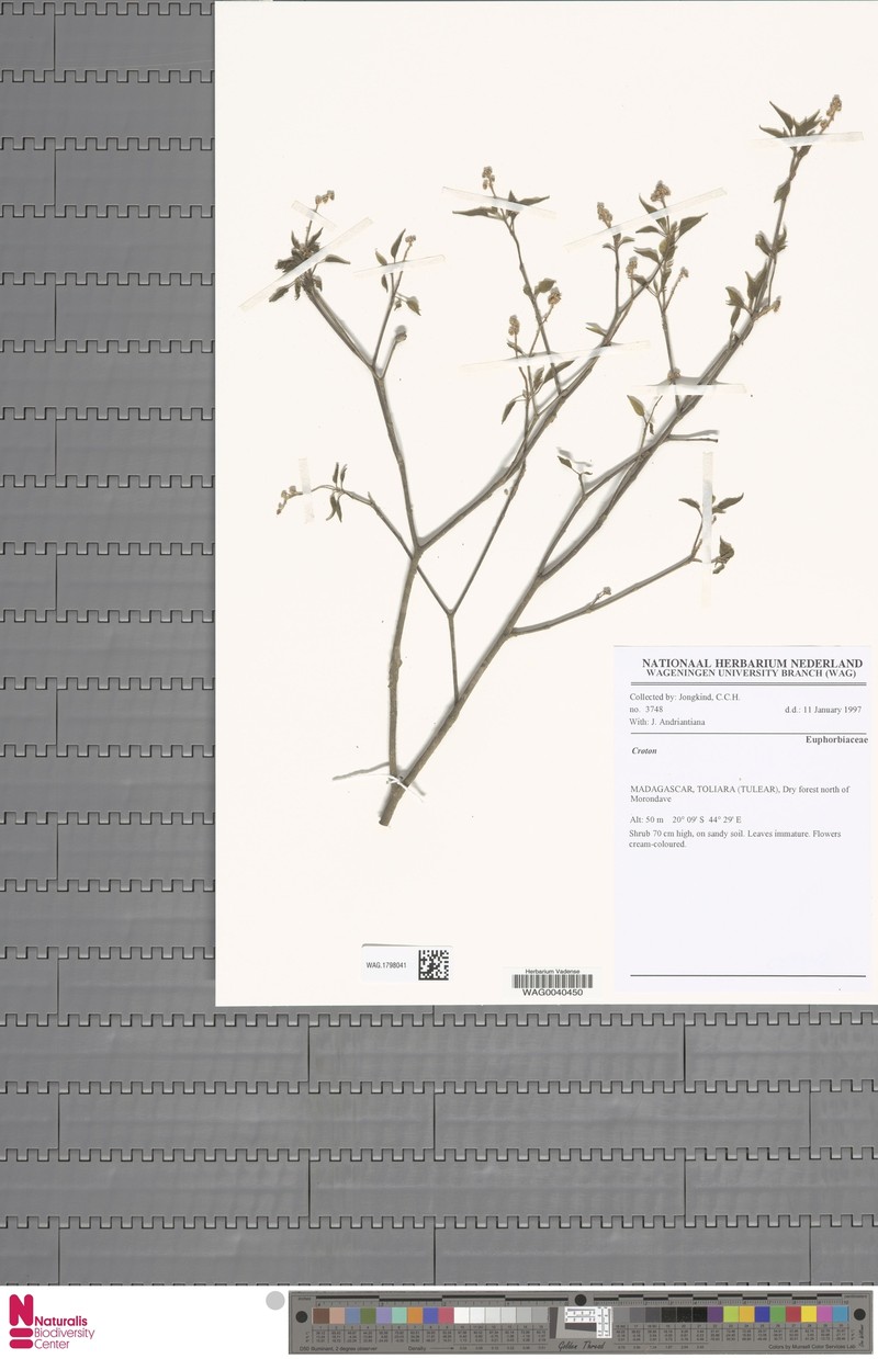Croton gracilior