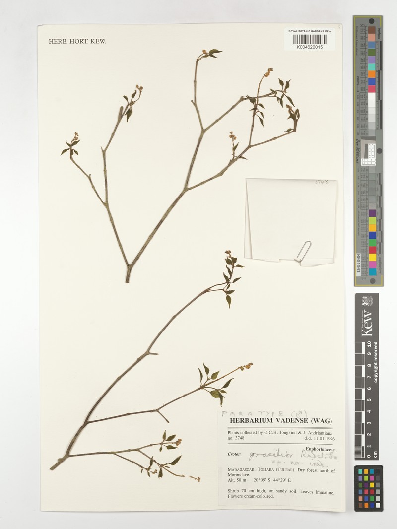 Croton gracilior photo 2