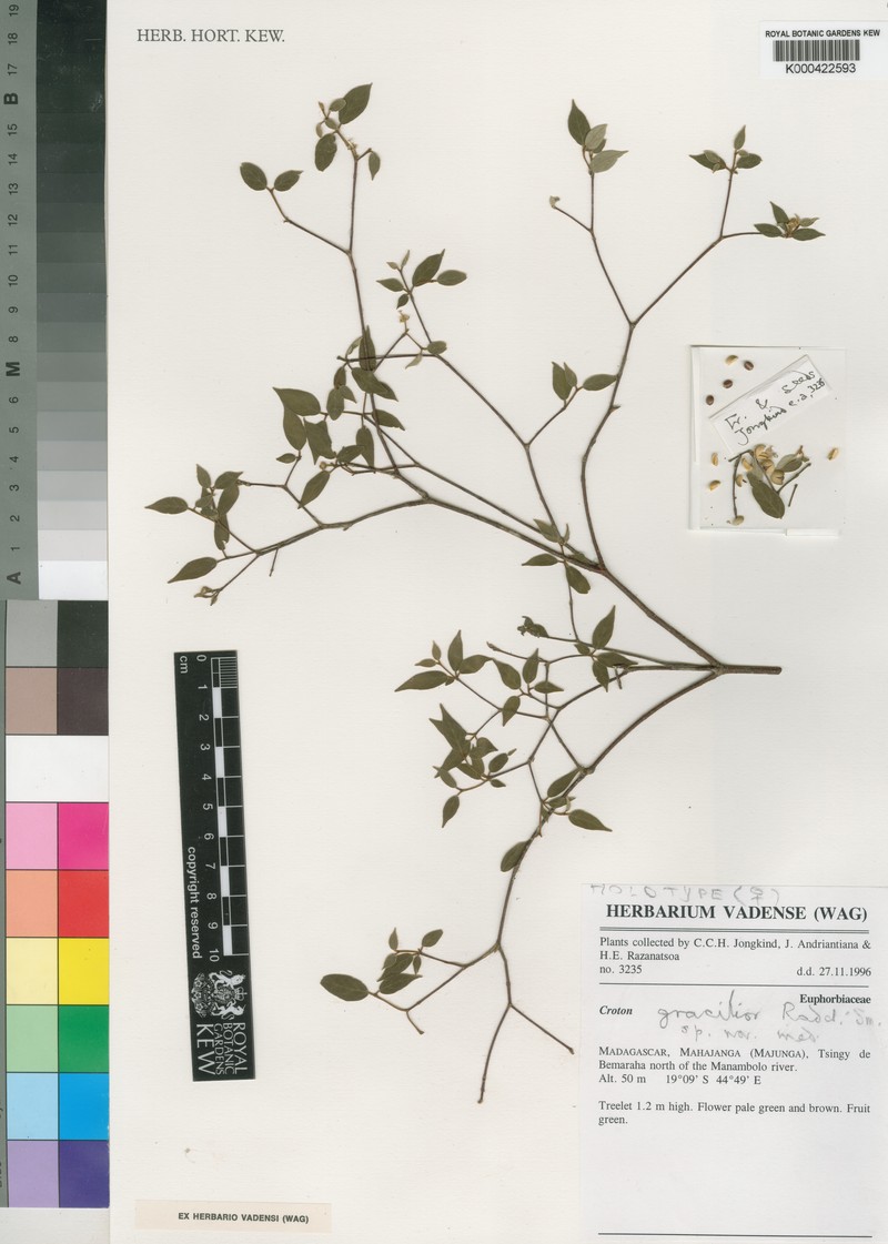 Croton gracilior photo 3