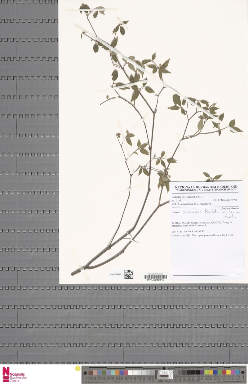 Croton gracilior photo 4