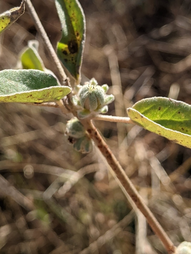 Croton heptalon